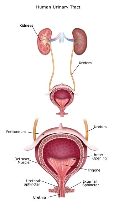 imagini tract urinar